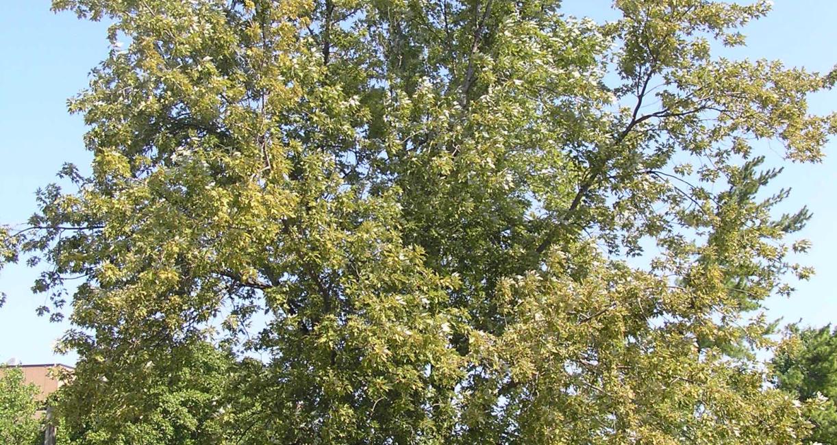 Tree habit