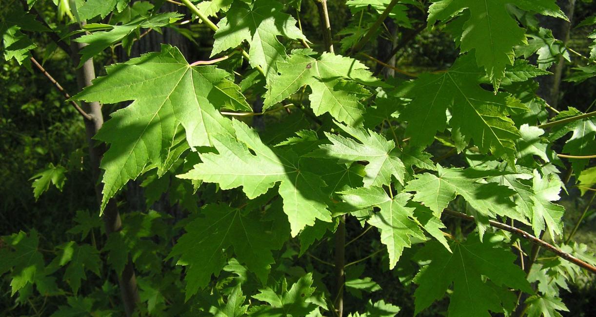 Tree leaves