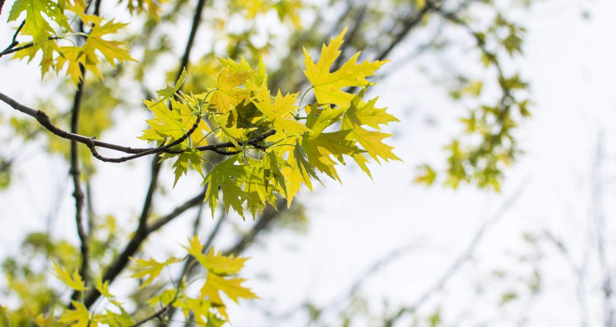 Tree leaves in spring
