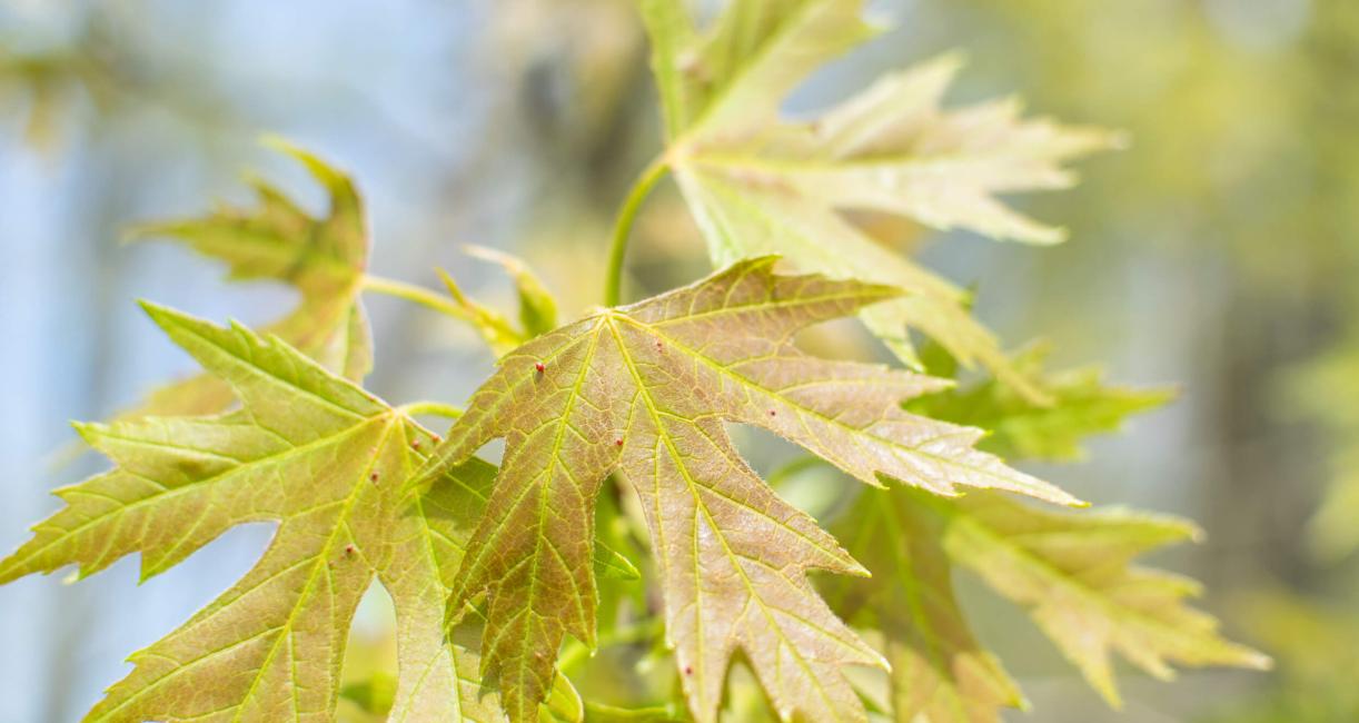 Tree leaves in spring