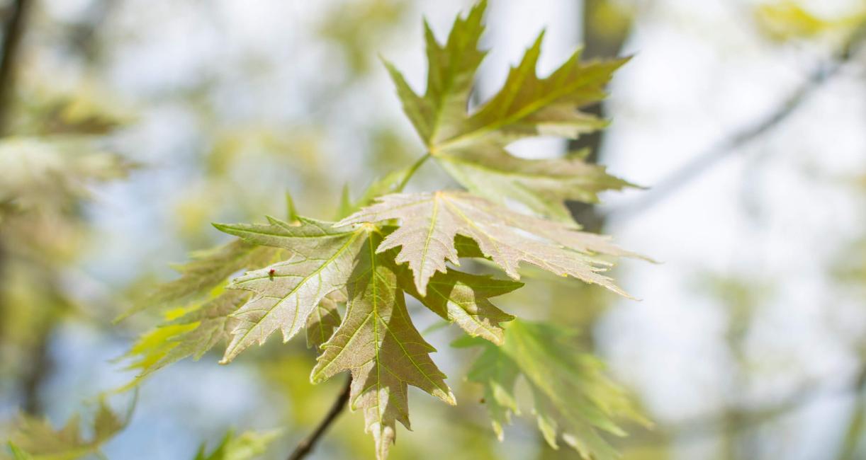 Tree leaves in spring