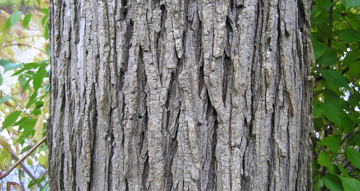 Tree bark
