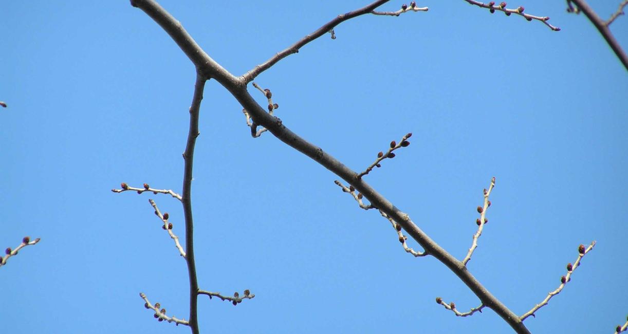 Tree branch