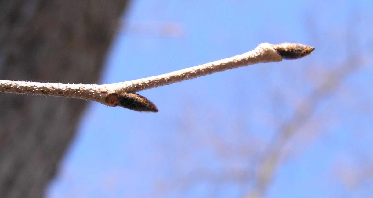 Tree bud