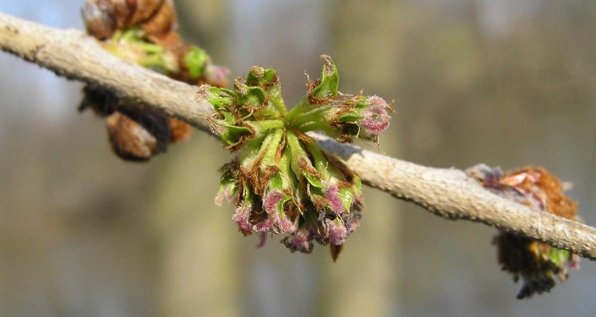 Tree flower