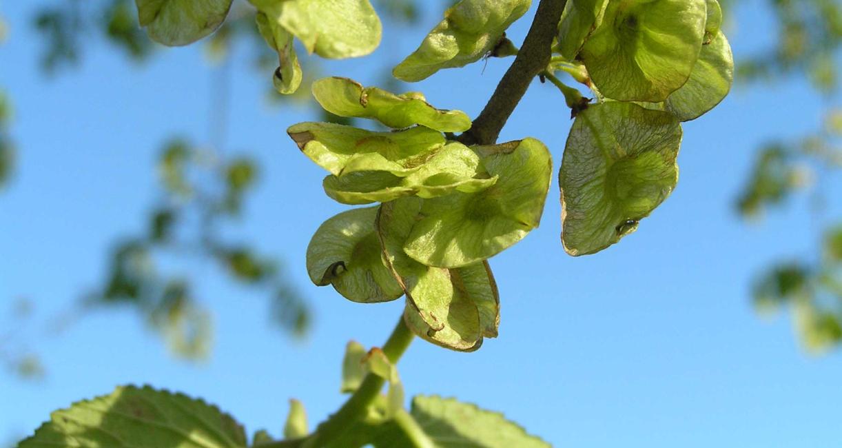 Tree fruit