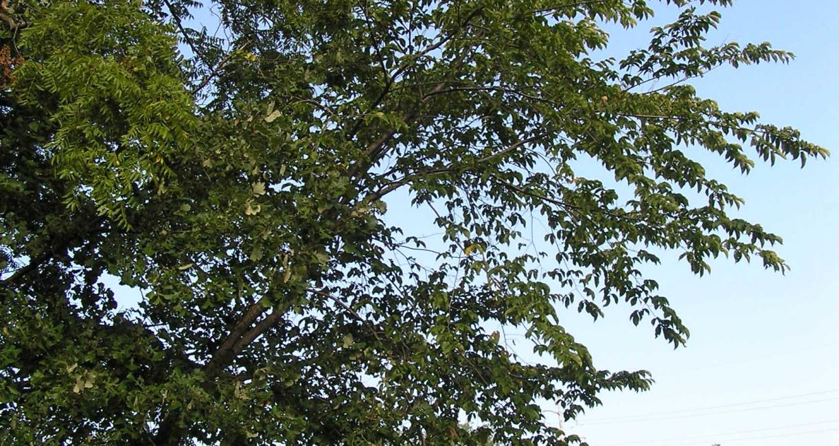 Tree habit