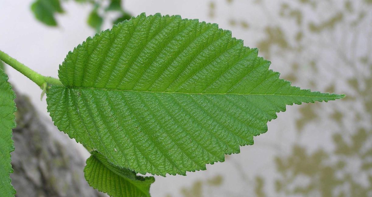 Tree leaves