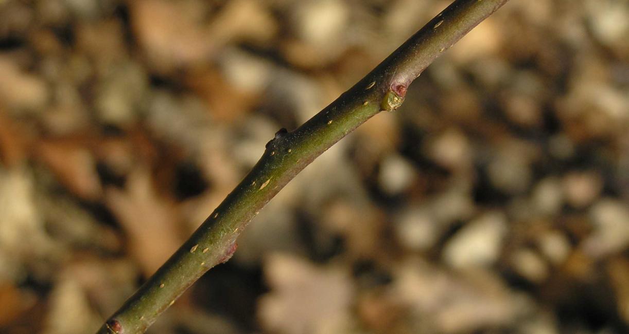 Tree branch