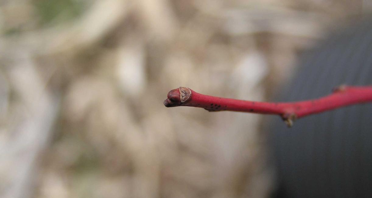 Tree bud
