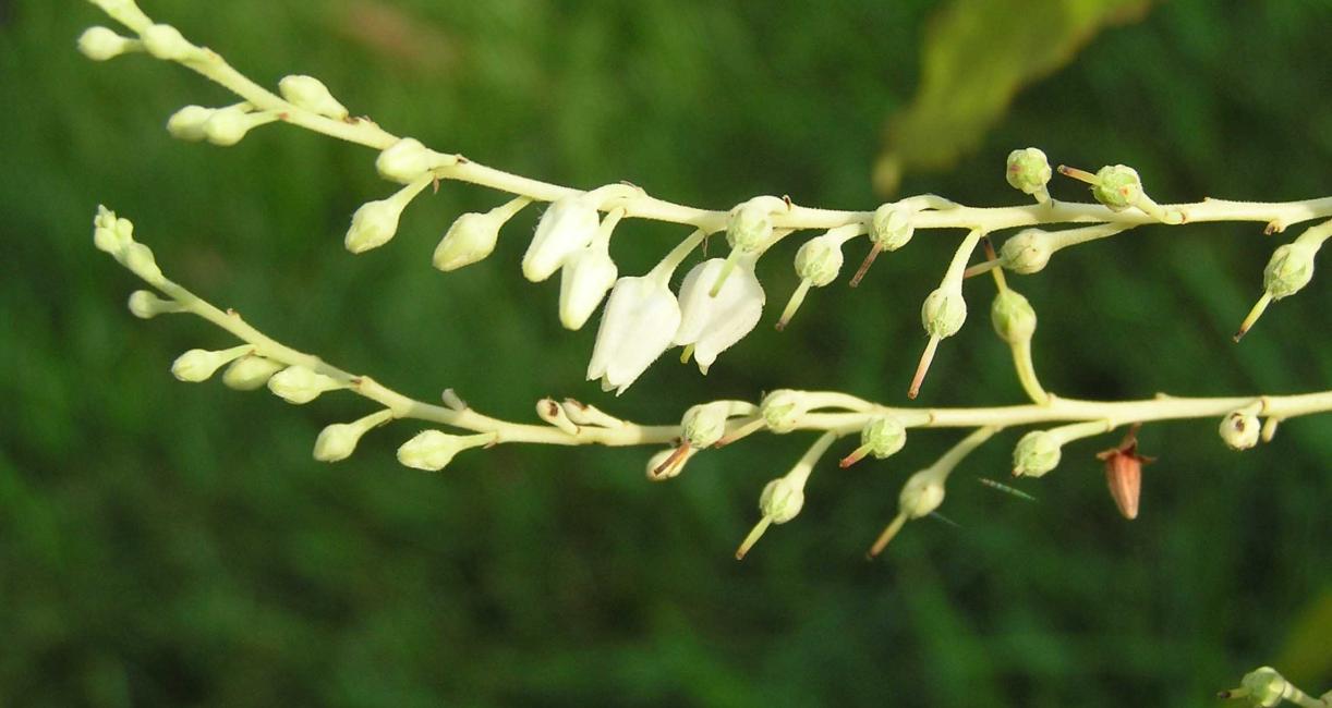 Tree flower