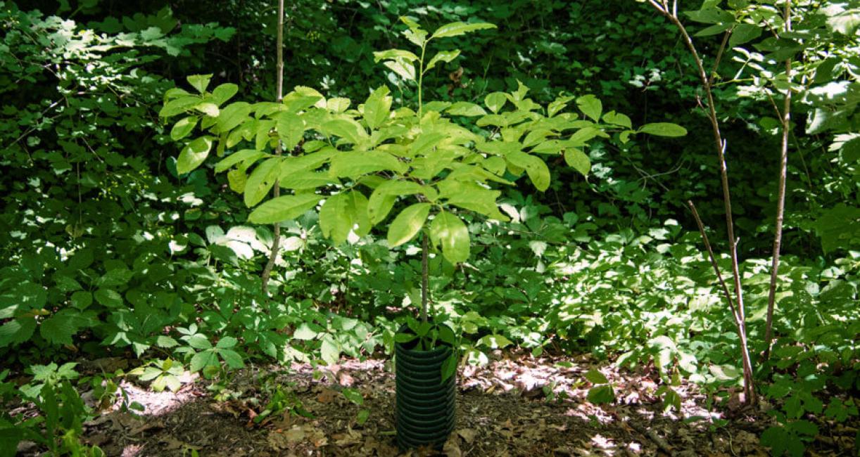 Tree habit