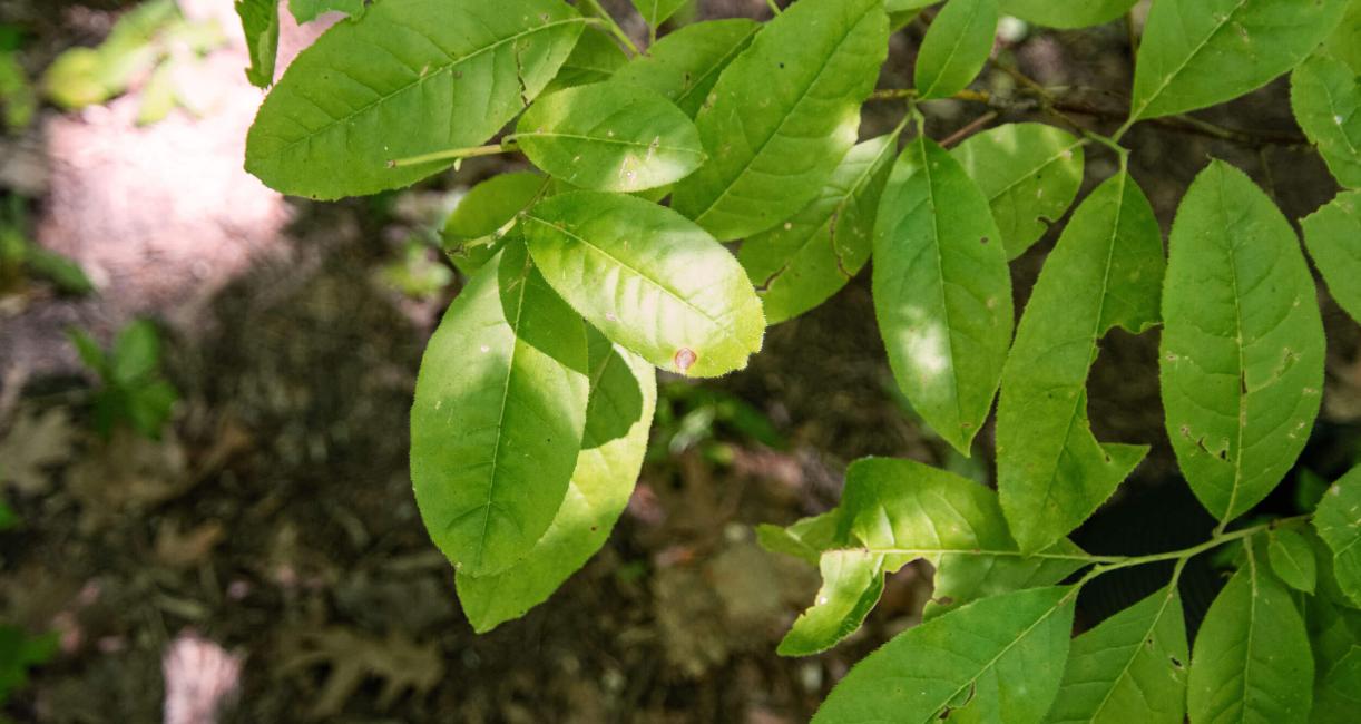 Tree leaves