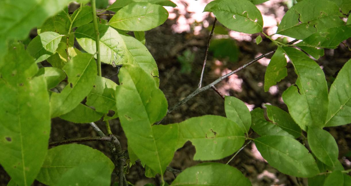 Tree leaves