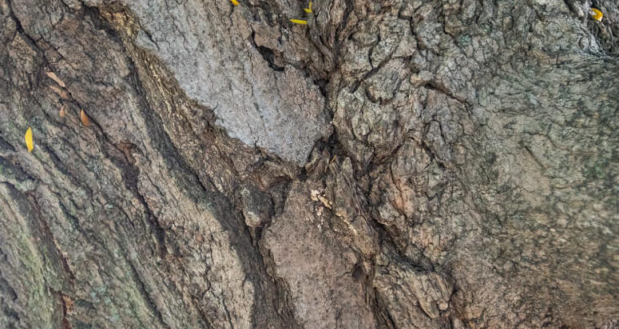 Tree bark