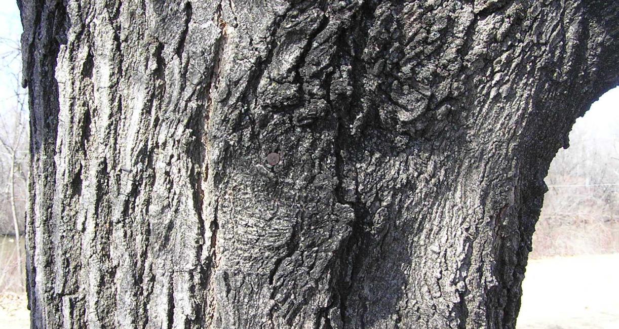Tree bark