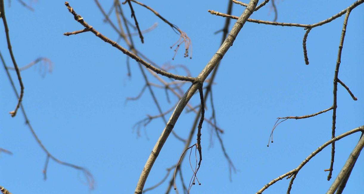 Tree branch