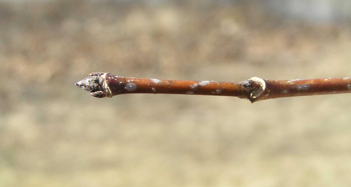 Tree bud