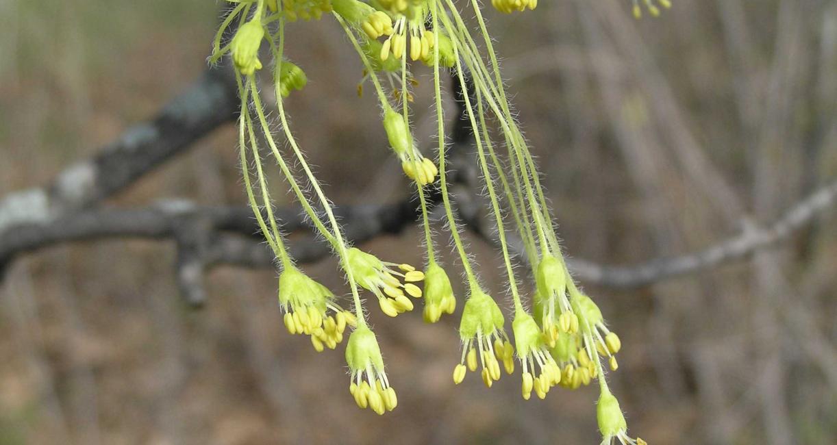 Tree flower