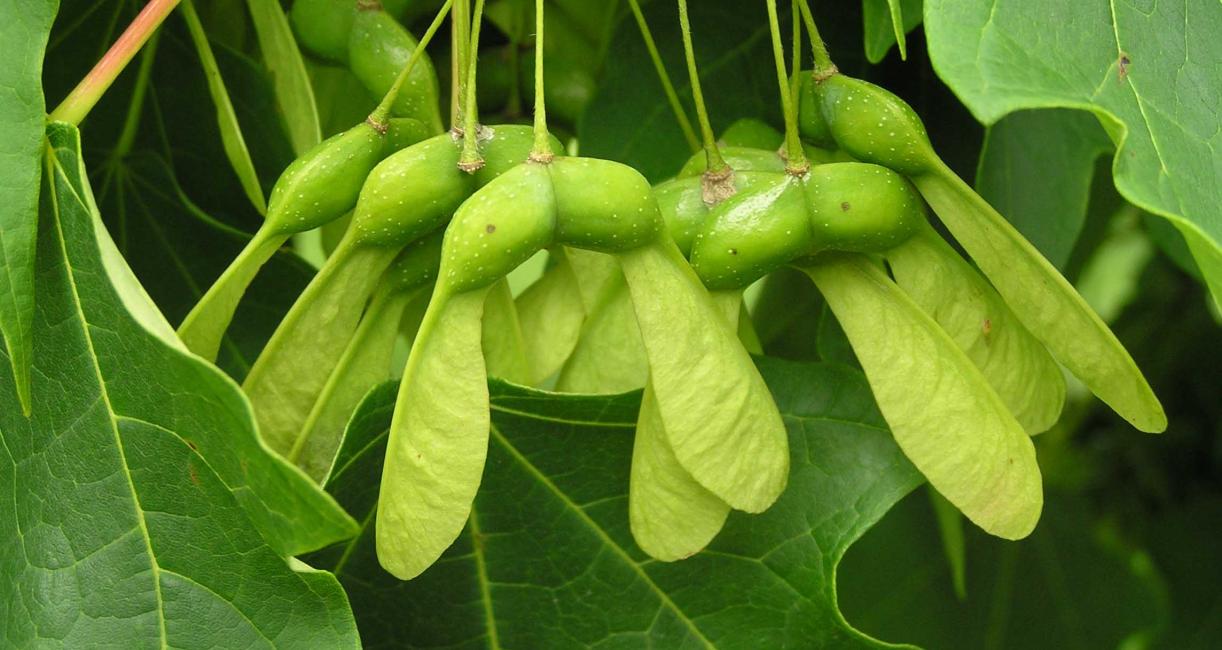 Tree fruit