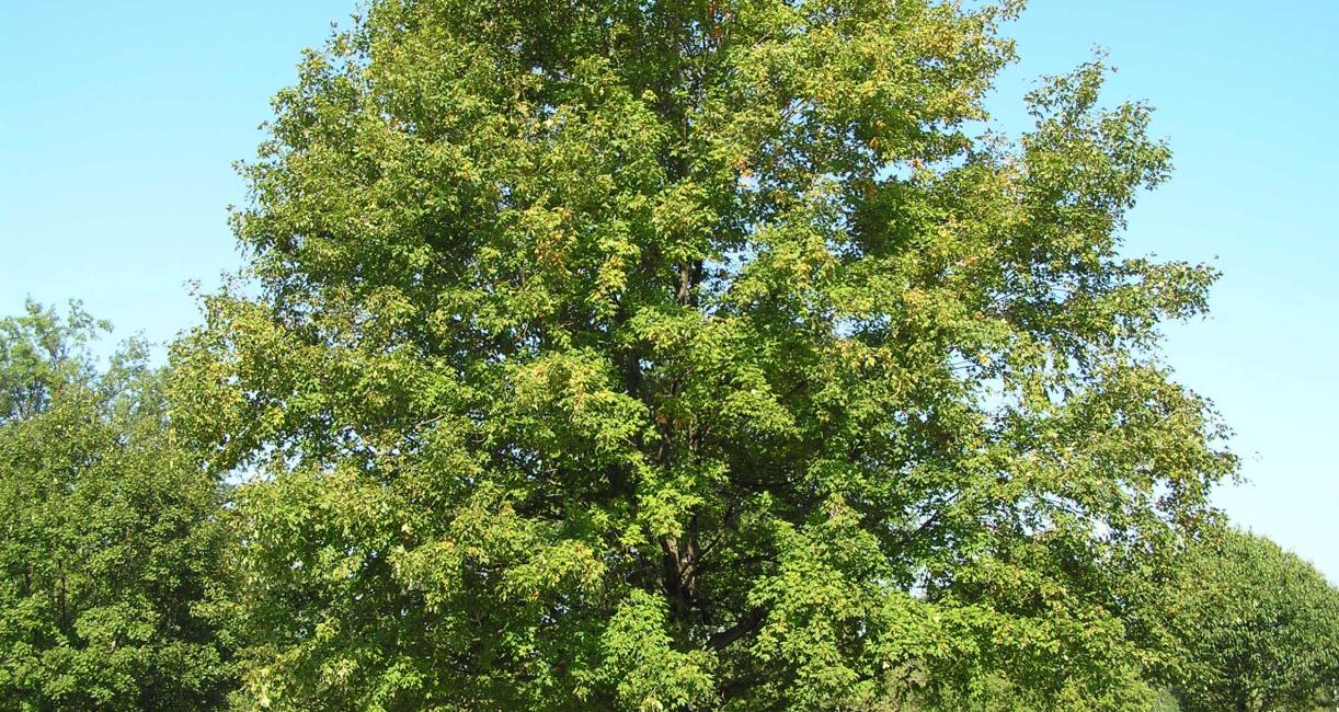 Tree habit