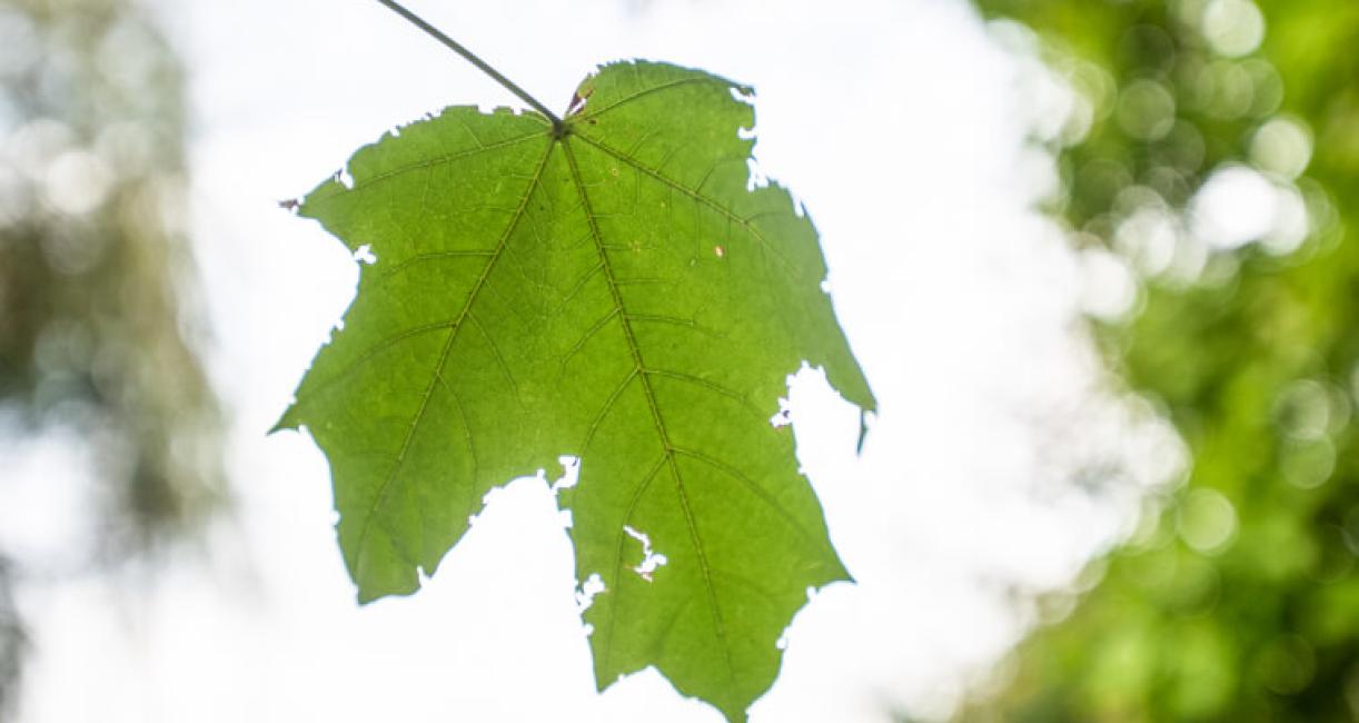 Tree leaves in fall