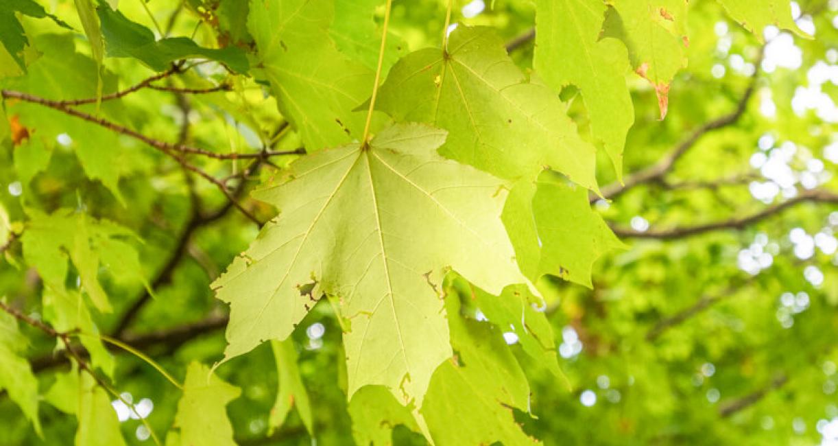 Tree leaves in fall