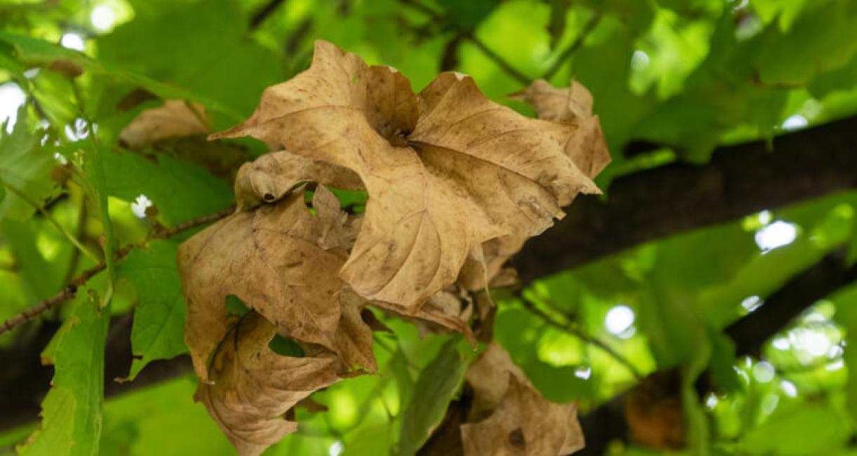 Tree leaves in fall