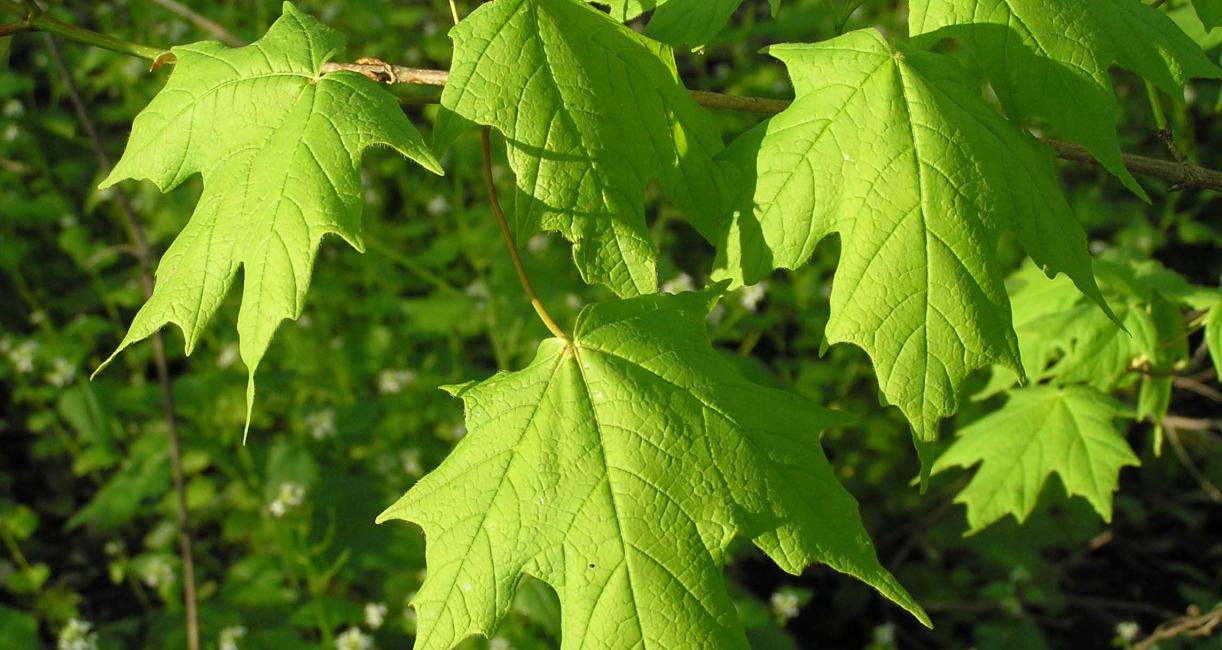 Tree leaves
