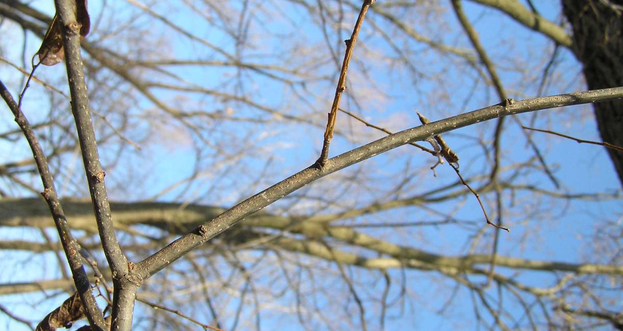 Tree branch