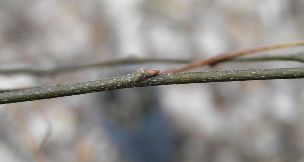 Tree bud