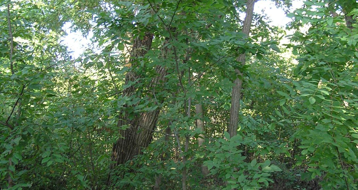 Tree habit