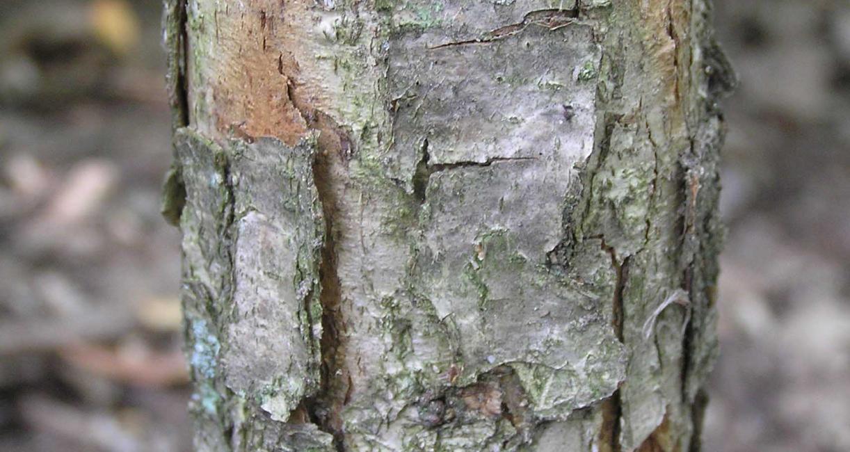 Tree bark