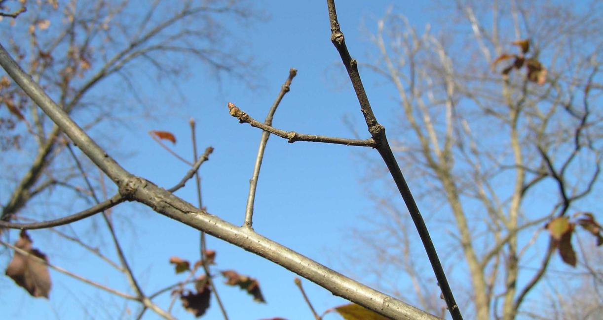 Tree branch
