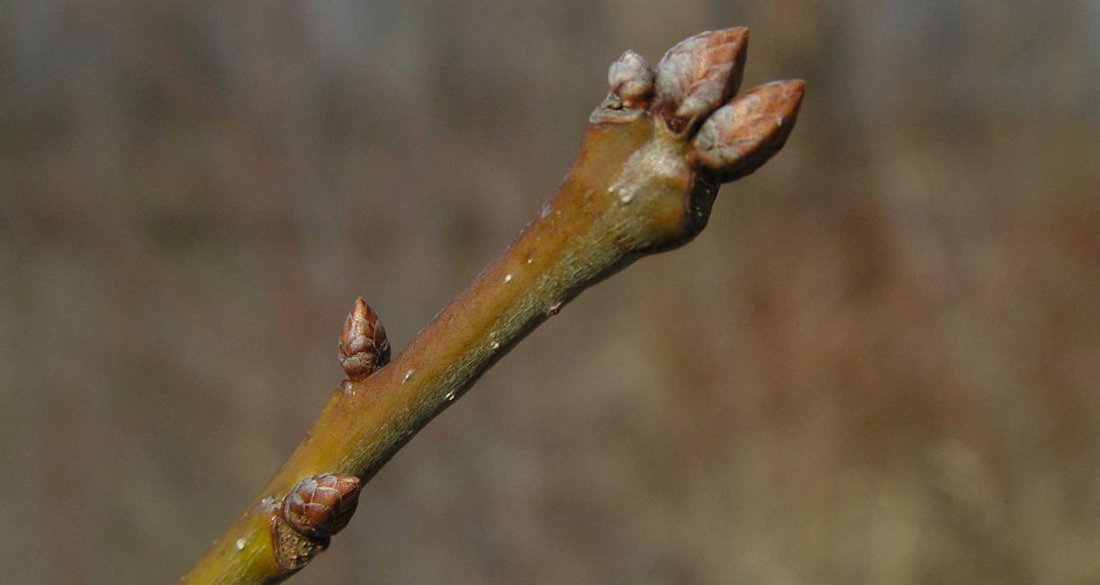 Tree bud