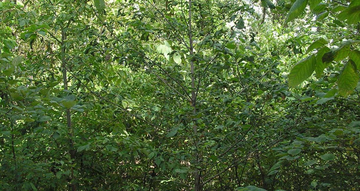 Tree habit