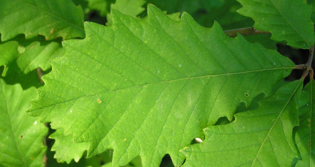 Tree leaves