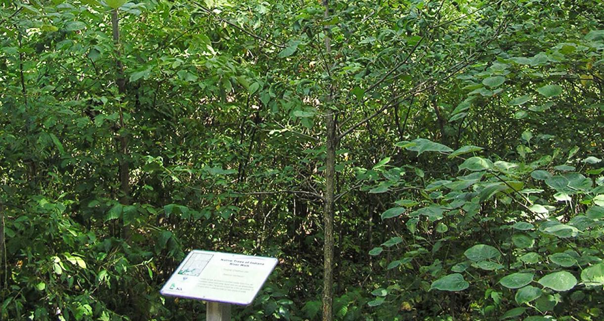 Oak Tree
