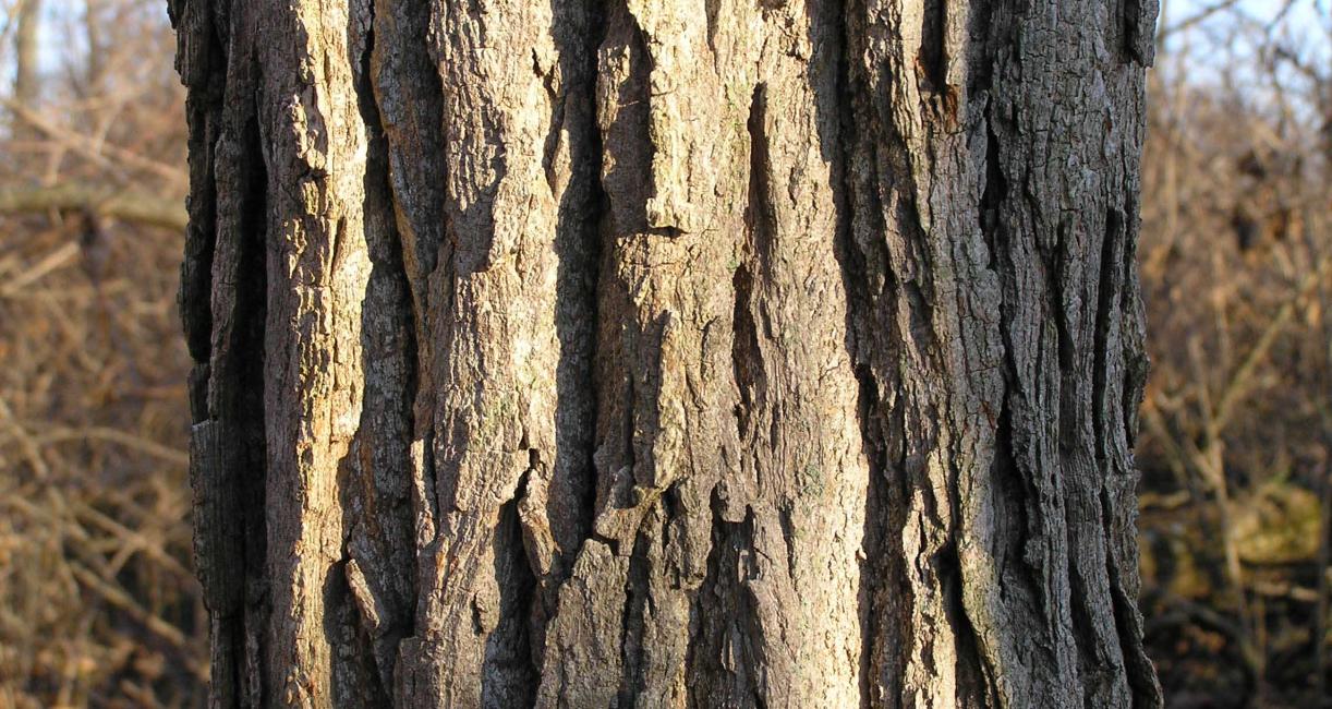 Tree bark