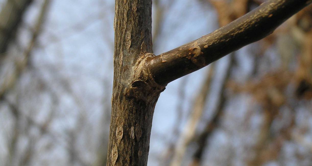 Tree branch