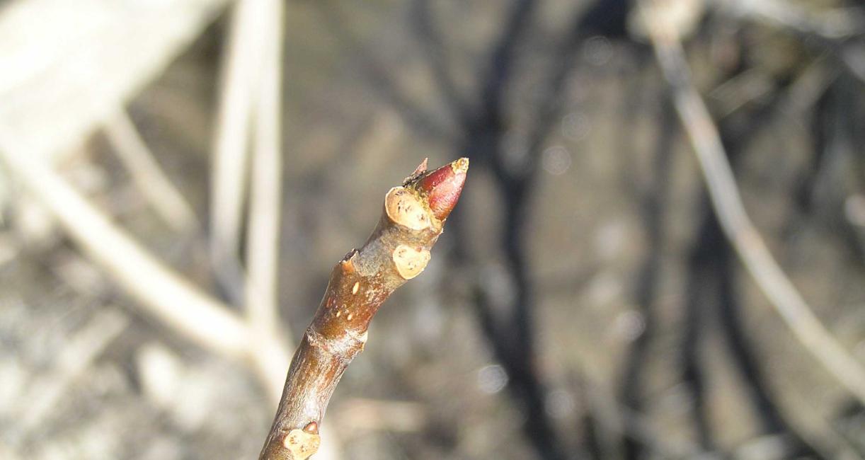 Tree bud