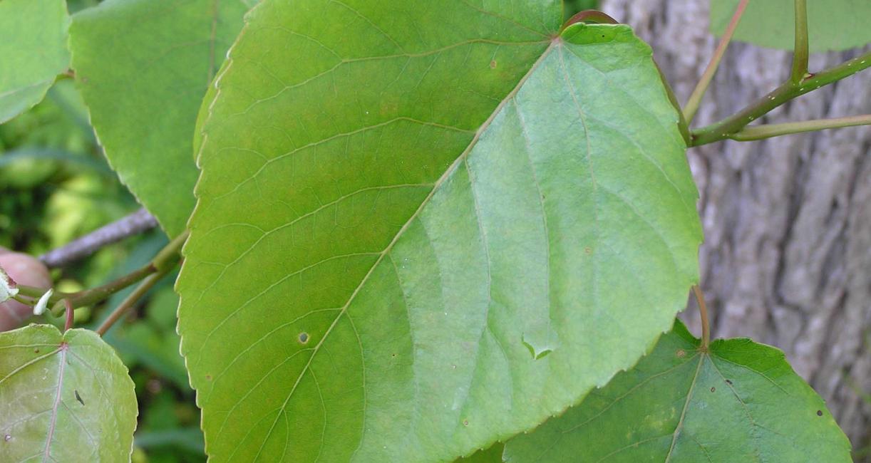Tree leaves