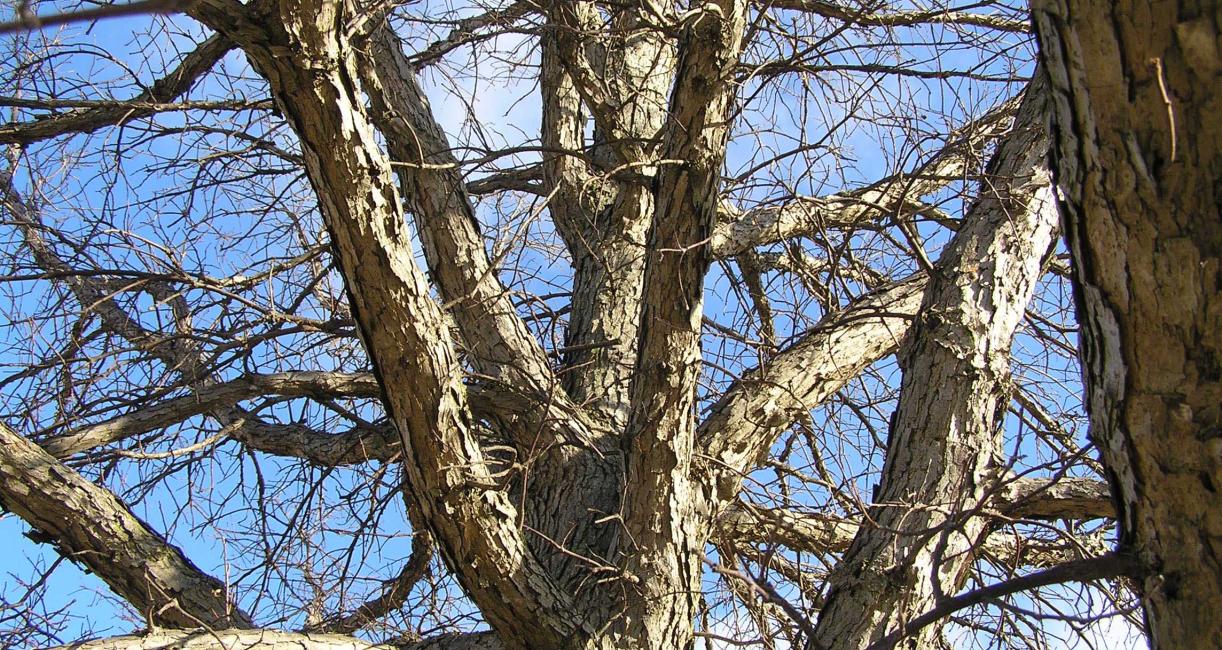 Tree bark