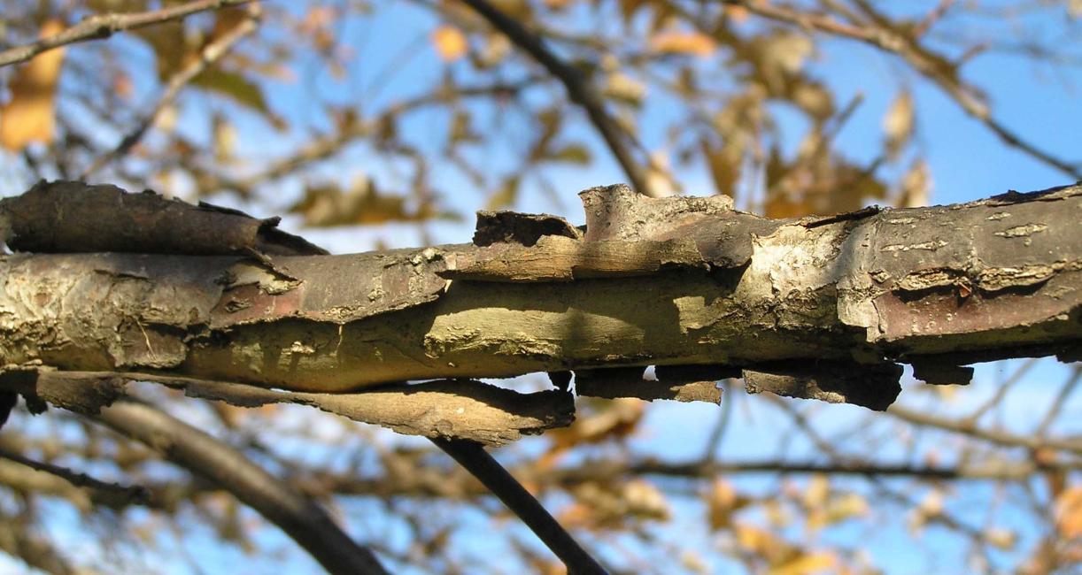 Tree branch