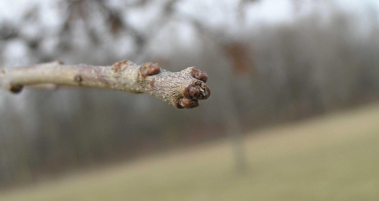 Tree bud