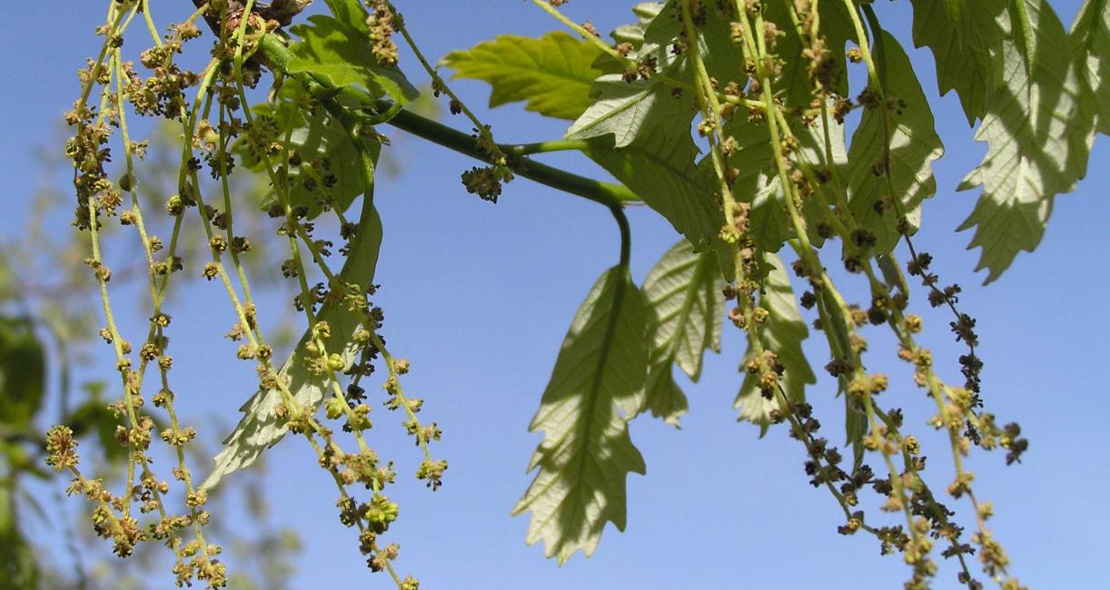 Tree flower