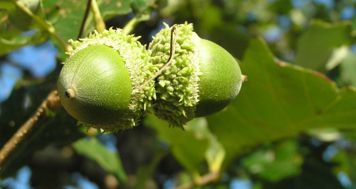 Tree fruit