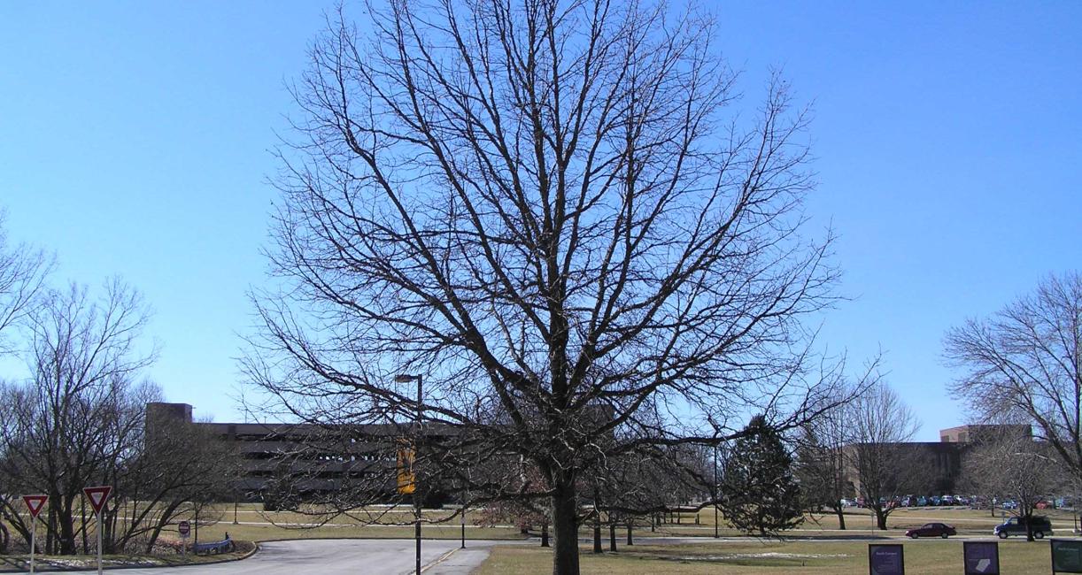 Tree habit