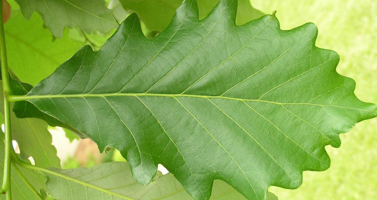 Tree leaves