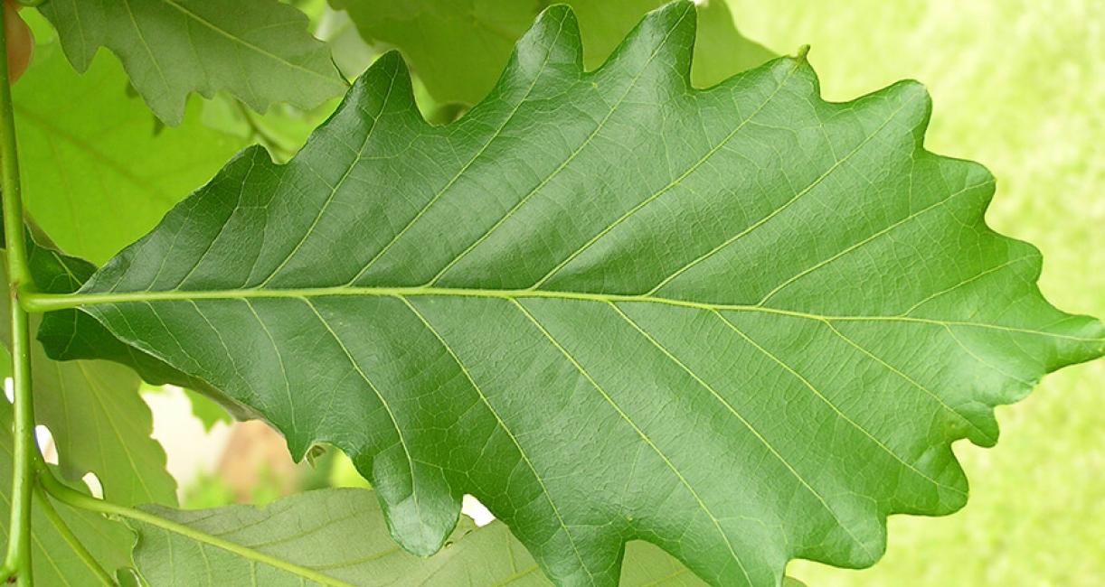 Oak leaf